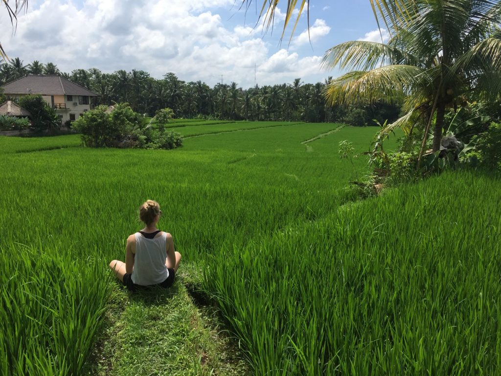 Blick auf Reisfelder in Ubud